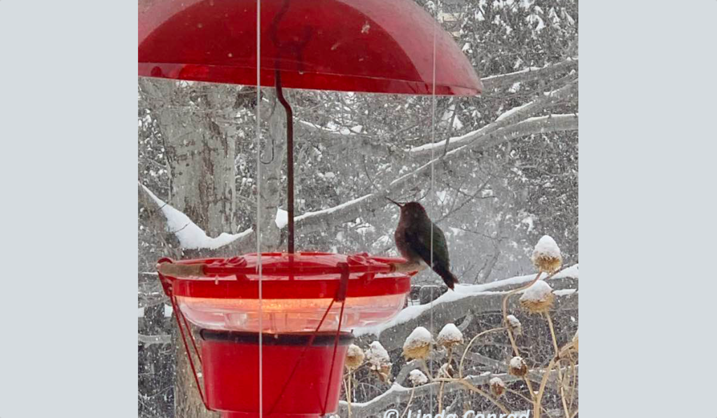Caring for Winter Hummingbirds
